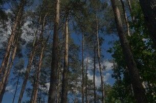 На Волині під виглядом «санітарних рубок» знищили здорові дерева 
