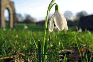 Квіти в законі: як один підсніжник може спустошити гаманець волинян 
