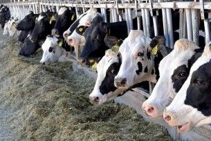 На Волині перерахували корів, яких утримують в агропідприємствах