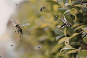 Вже другий випадок: львів'янка привезла небезпечний «сувенір» з Мальдів