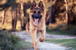 Покусала малолітню дитину: у волинянина через суд відібрали вівчарку