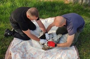 На Рівненщині рятували рідкісного червонокнижного птаха, який потрапив у пастку (Відео)