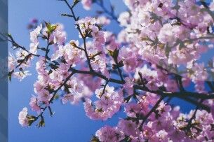 На Волині очікуються дощі та шквали вітру 