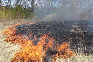 На Волині вигоріло понад 2 гектари очерету та сухої трави