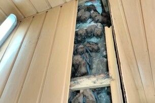 Зимували на балконі декілька років. у Харкові врятували 900 червонокнижних кажанів 