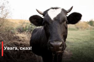 На Волині виявили сказ у корови