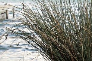 На Поліссі знайшли мертвим безвісти зниклого пенсіонера