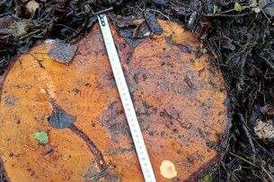 На Поліссі вкрали сосон на більше 200 тисяч гривень