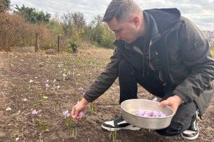 На Черкащині переселенець із Каховки вирощує найдорожчу спецію світу
