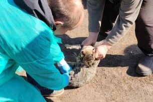 У селі на Волині виявили сказ у домашньої кішки