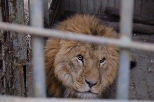 Левів і тигрів з України таки змогли евакуювати до Польщі