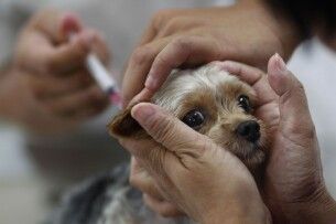 Сьогодні у селі біля Луцька ветеринари відвідають кожен двір