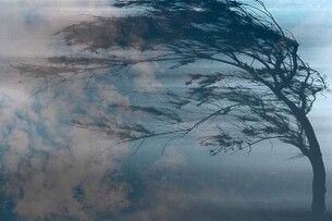 На Волині вітер валить вікові дерева (Відео)