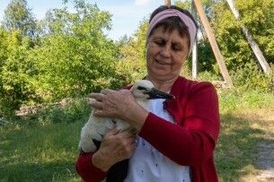 Волинянка врятувала і прихистила вдома лелеченя (Фото, відео)