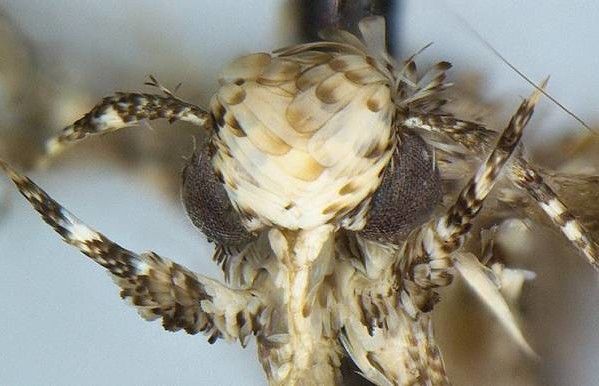 Neopalpa donaldtrumpi