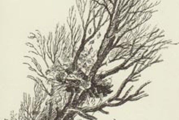 ПОГОДА: вночі можливі заморозки