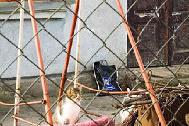 ФОТОЖАРТ: Мурка на гойдалці