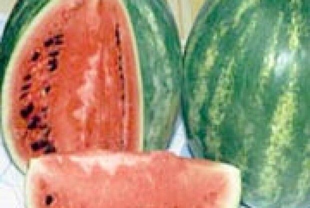 ЦІ АПЕТИТНІ КАВУНИ І ДИНІ 