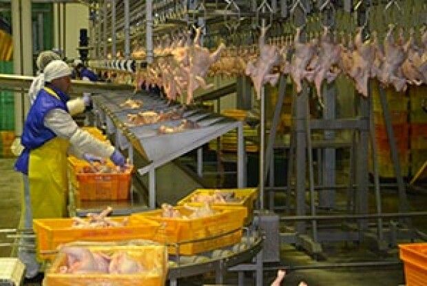 УКРАЇНСЬКА КУРЯТИНА СМАЧНІША  ЗА БРАЗИЛЬСЬКУ ЧИ АМЕРИКАНСЬКУ