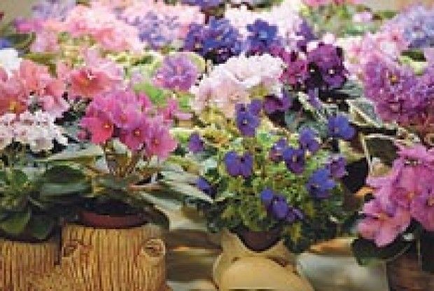 УПЕРШЕ В ЛУЦЬКУ &#8213; ВИСТАВКА ФІАЛОК