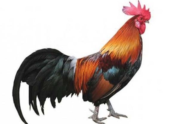 Як вибрати доброго півня?