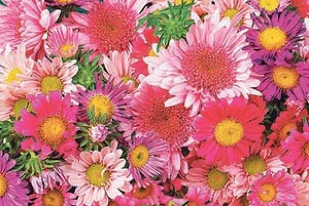 ВЕРЕСЕНЬ КЛИЧЕ НА КЛУМБУ