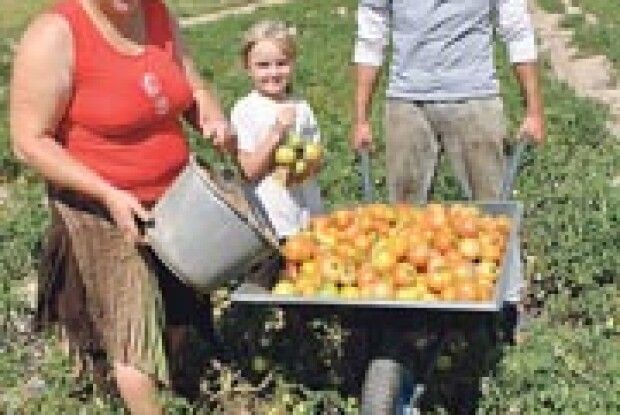 НІКІТЮКИ ВИРОЩУЮТЬ КІЛОГРАМОВІ ПОМІДОРИ