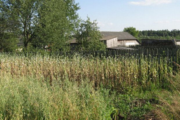 Наркомани на горохівського городі ріжуть маковиння...