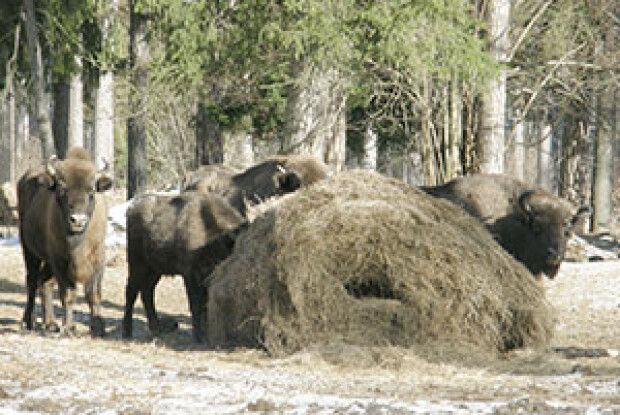 ФОТО НА КОНКУРС: сіно — просто смакота