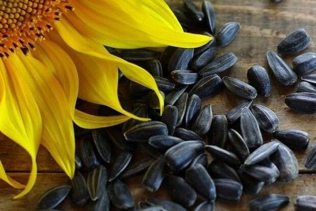 Попри скорочення посівних площ дефіциту соняшникової олії не буде