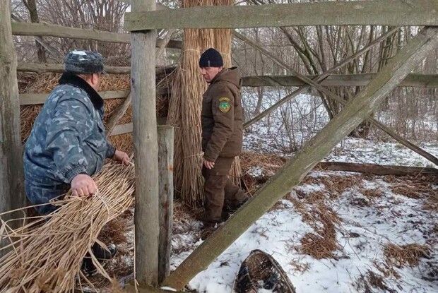 На Волині заготовляють  очерет 