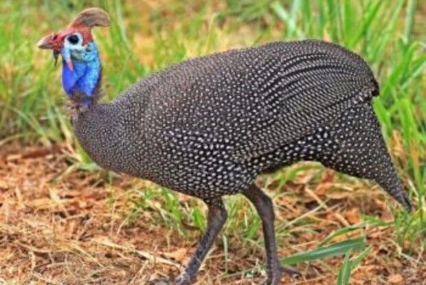 Глисти у курей. Чи небезпечно це, і як рятуватися