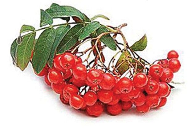 Порада волинянам як захистити врожай на цілий рік