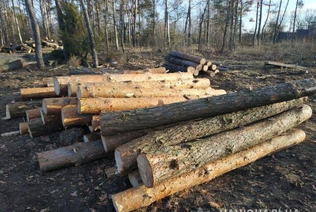 На Волині судитимуть лісгосп через незаконну вирубку сосен на понад пів мільйона гривень