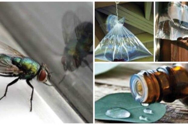 Чого бояться мухи