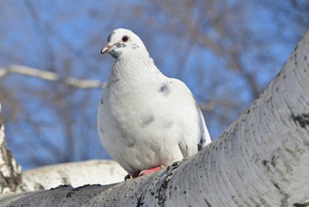 Біла голубка зі смутком на крилі