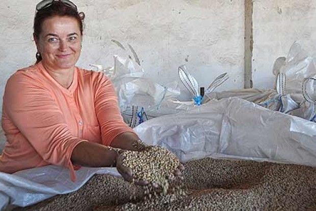 Картоплю замінила квасолею та сочевицею