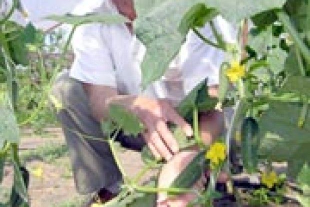 КУТОЧОК РАЮ В ЛИПИНАХ