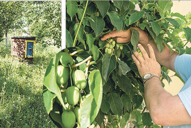 «Треба, щоб дерева  відчували не стрес, а любов»