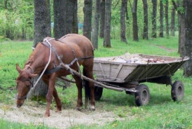 Медики «швидкої» на підводі шукали в лісі чоловіка, якого привалило деревом