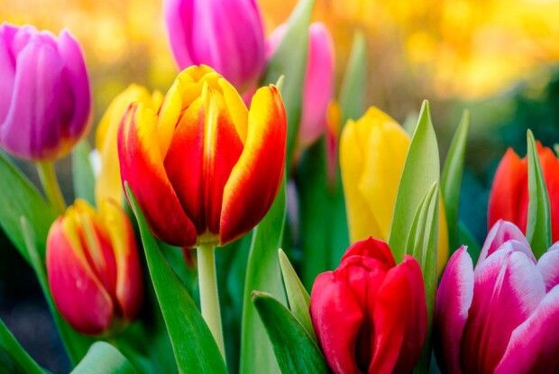 Волинь: ранковий прогноз погоди і анекдот 