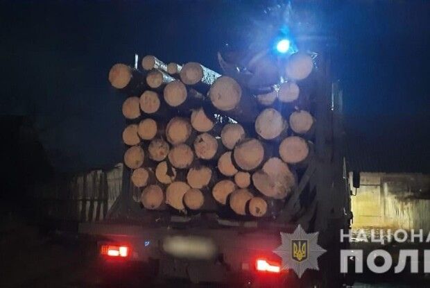 У лісі на Волині знову незаконно вирубали сосни (Фото) 