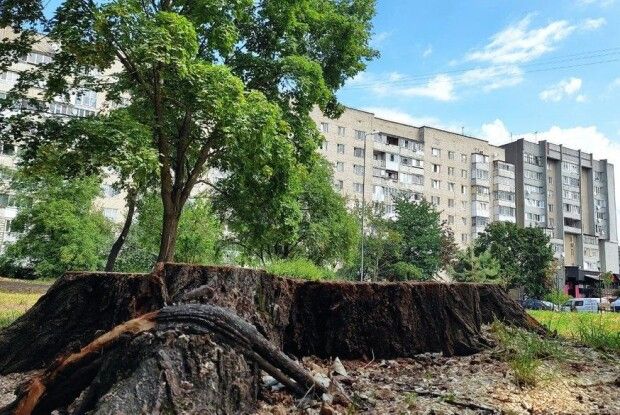 У луцькому сквері Героїв Небесної Сотні ріжуть дерева (Фото)