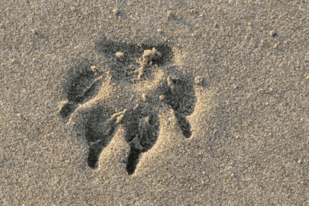 8 тварин України, які можуть зникнути назавжди (Фото)