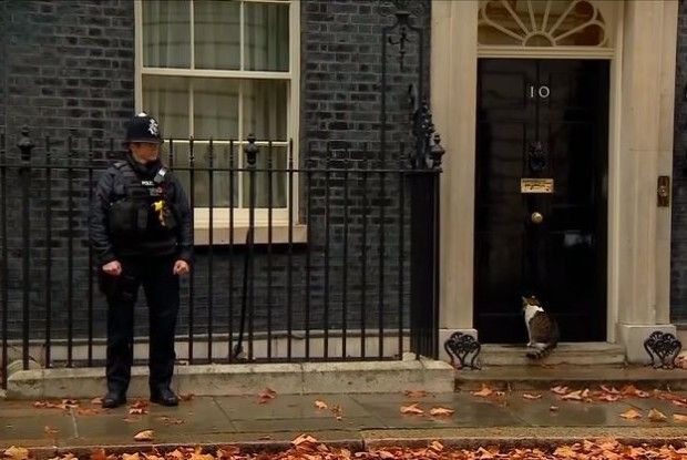 Як кіт прем'єр-міністра Великобританії не зміг потрапити додому (відео)