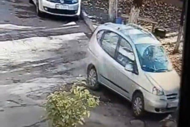 У Рівному водій жорстоко вбив кота 