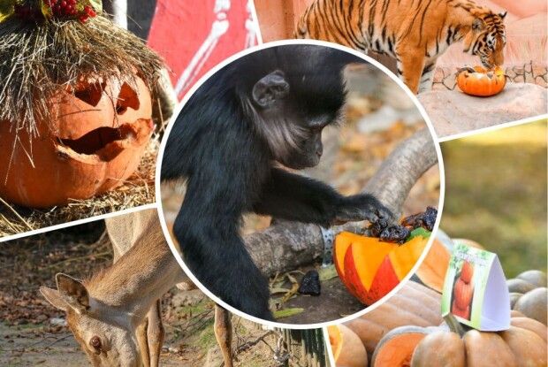 Частуватимуть і звірів, і людей: Луцький зоопарк запрошує на свято гарбуза