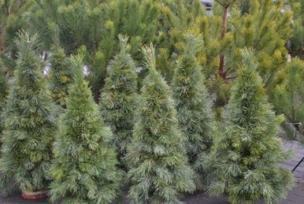 На Волині затримали вантажівку з різдвяними деревами невідомого походження