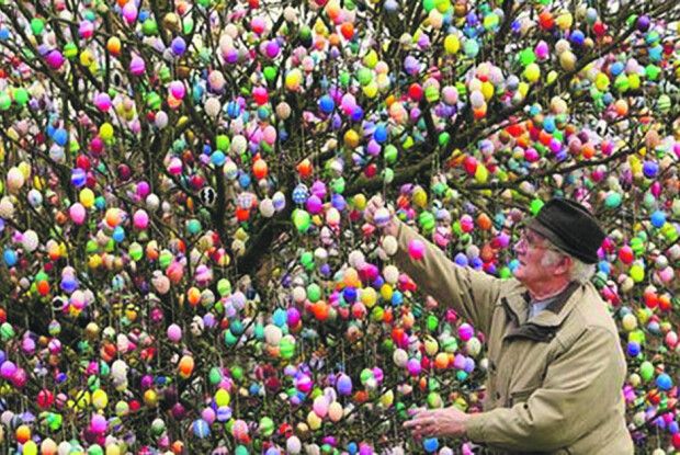 Його дерево зацвітає писанками