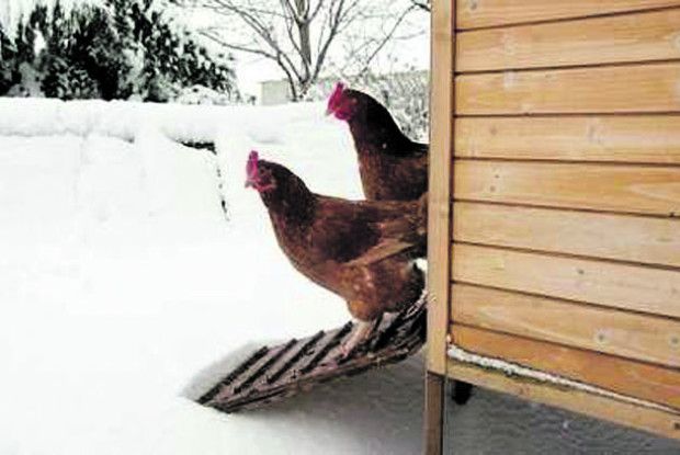 Годування курей узимку